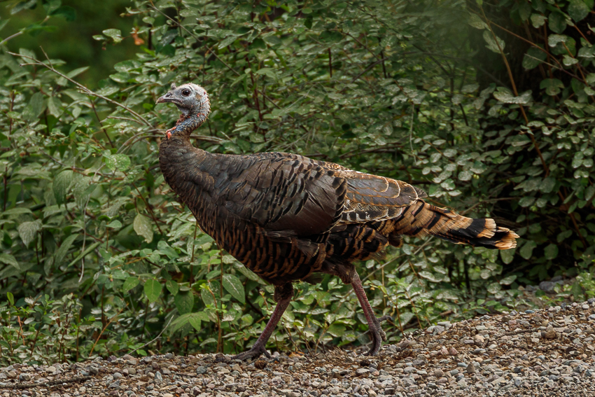 3244 Wild Turkey_850.jpg
