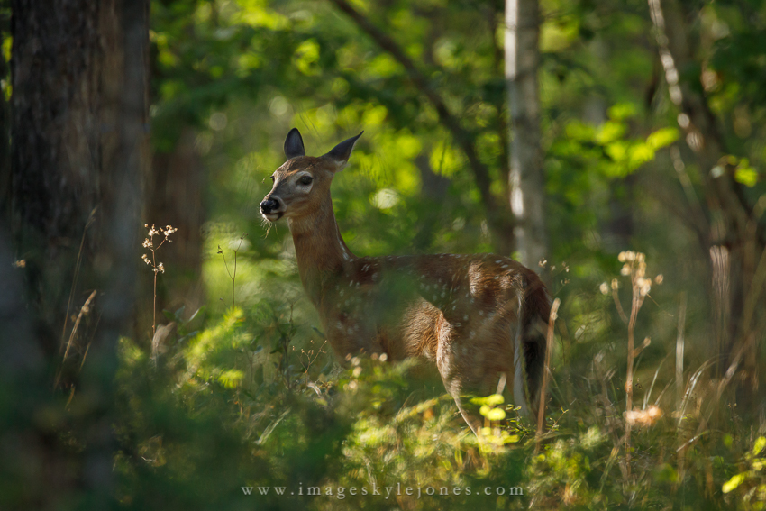 3274 Deer Fawn_850.jpg
