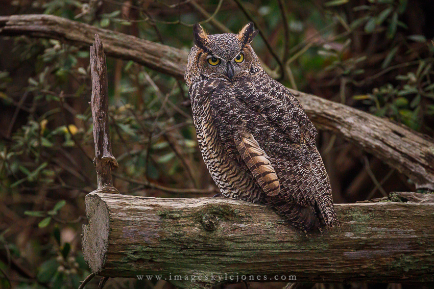 3379 Turn Around Owl_850.jpg
