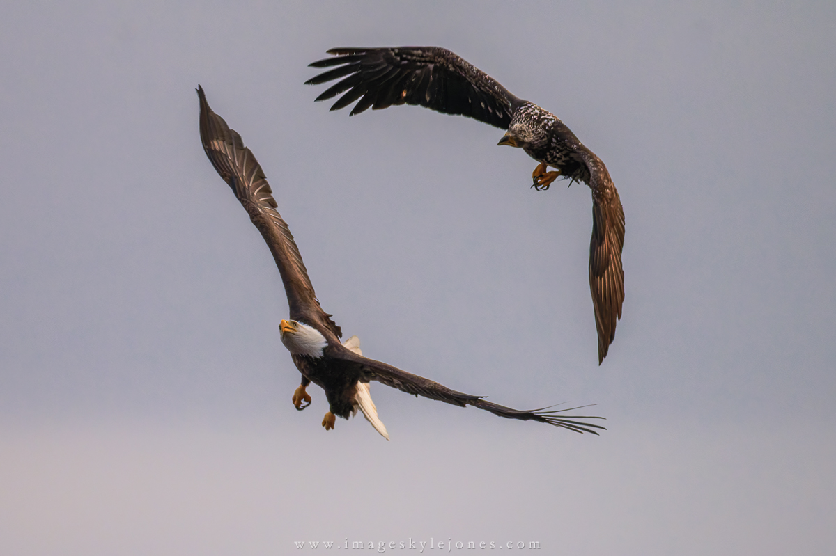 3422 Aerial Combat_1200.jpg