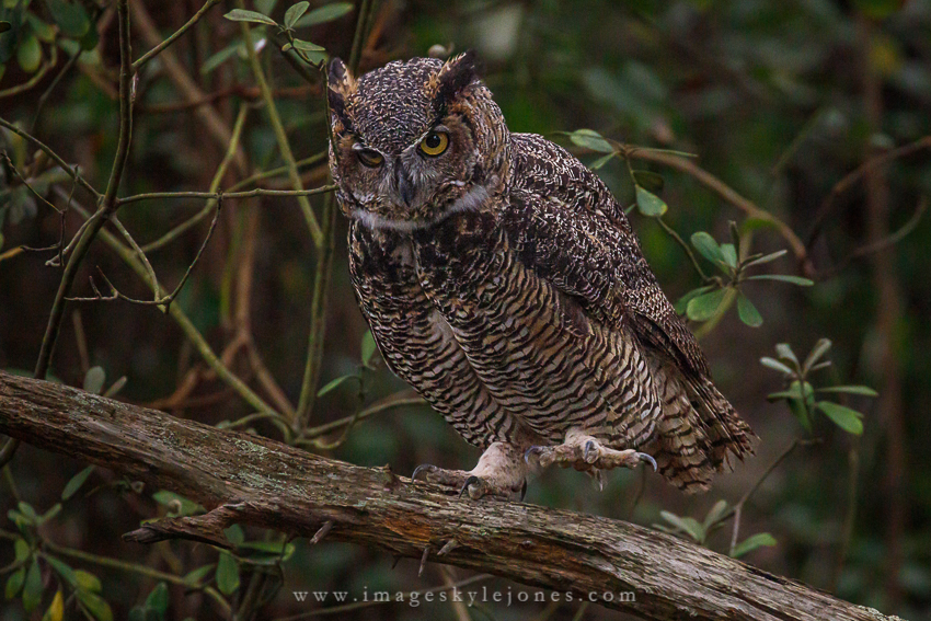 3485 Owl on One Foot_850.jpg