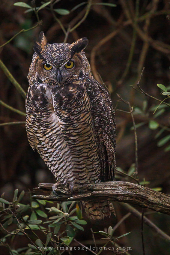 3567 Owl Portrait_850.jpg