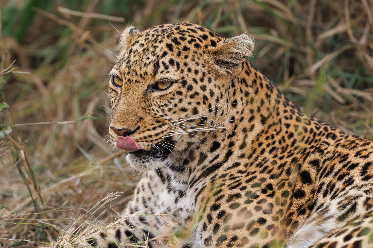 3650 Leopard Tongue_1200.jpg