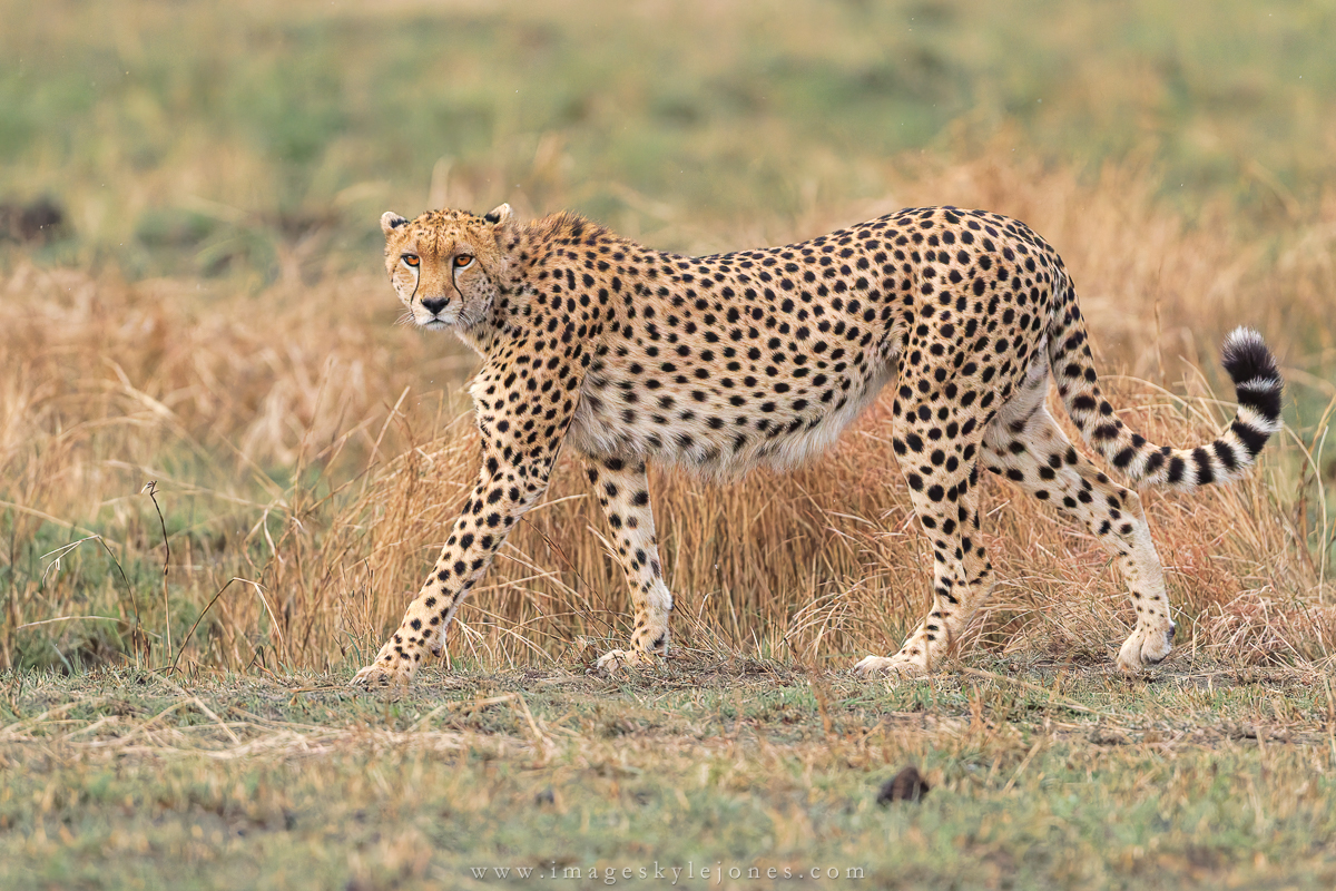 3994 Walking Cheetah_1200.jpg
