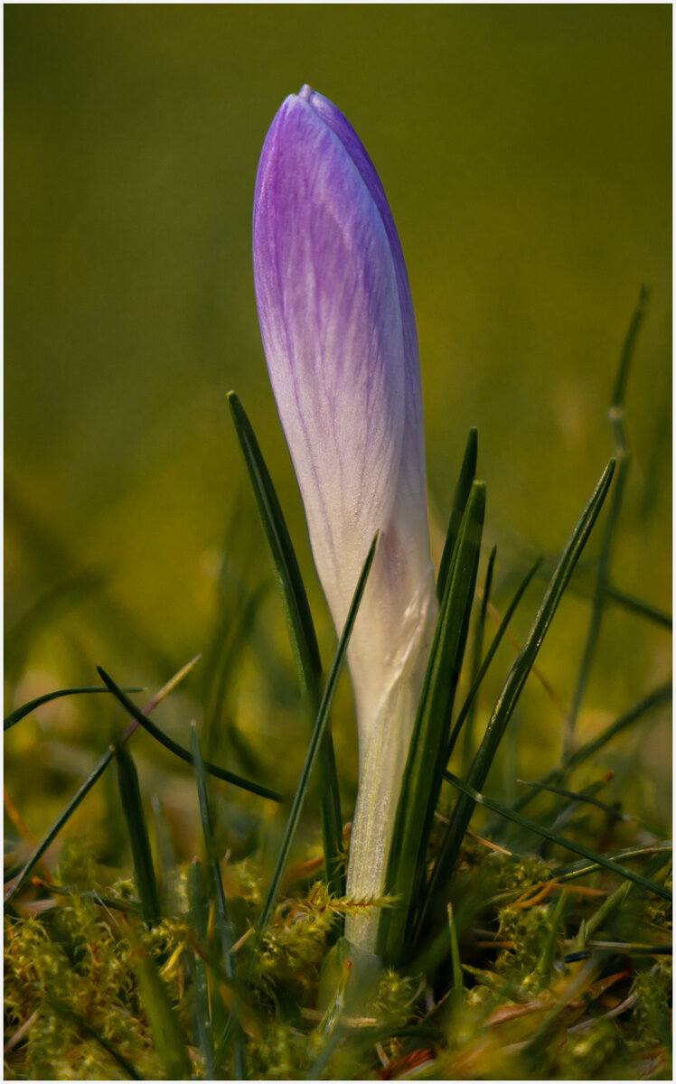 4 shot stack crocus copy 1200 wide.jpg