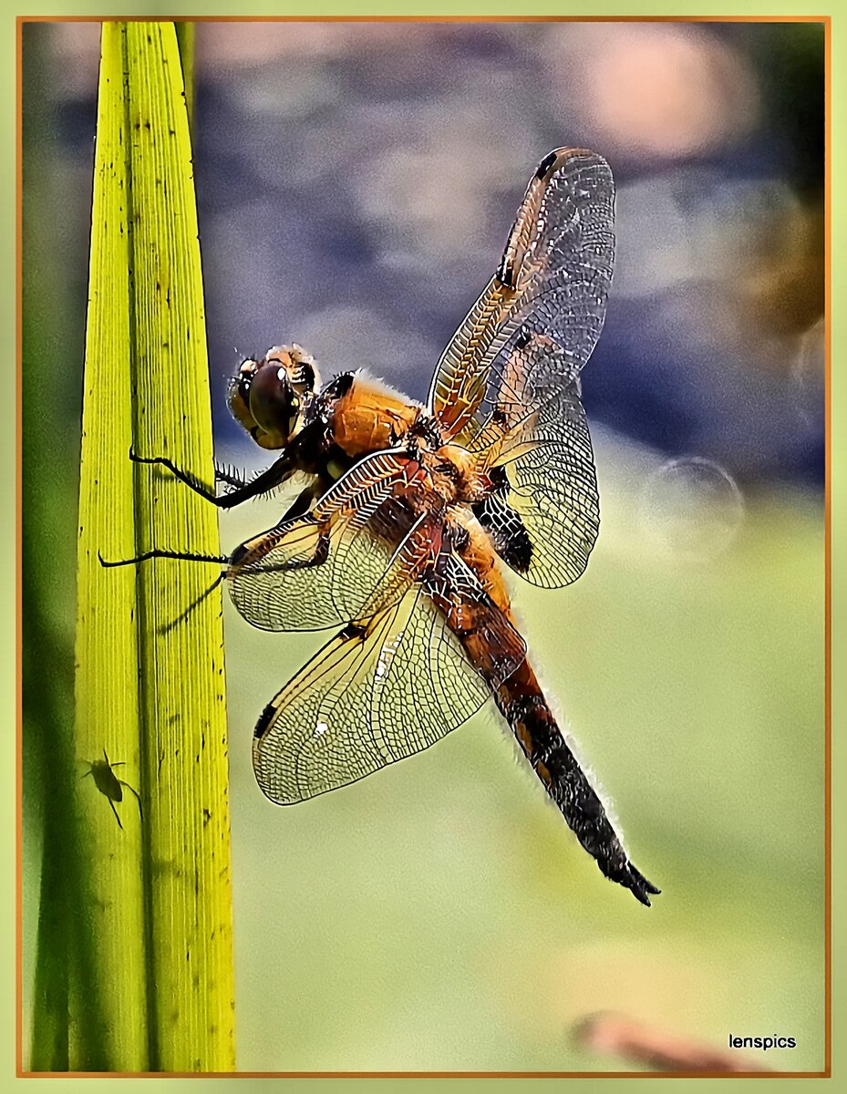 4 SPOTTED CHASER.jpg
