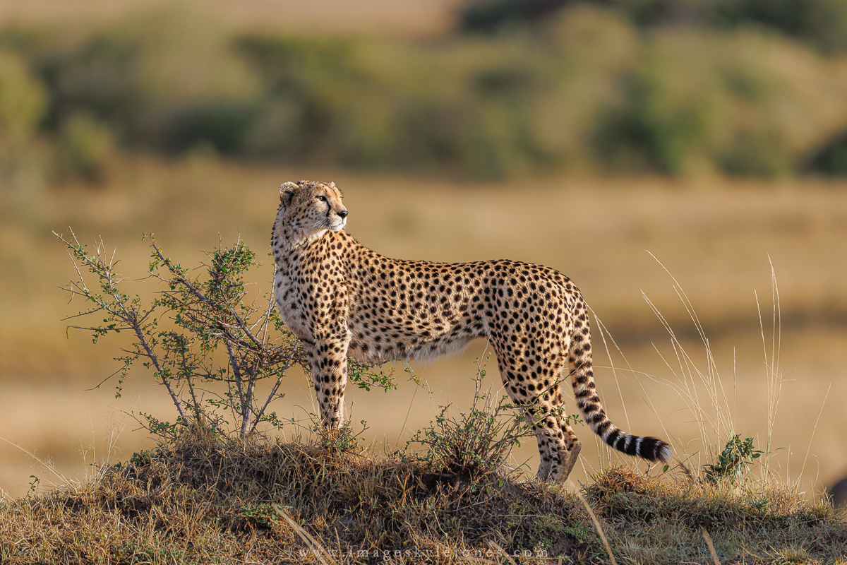 4022 Cheetah Survey_1200.jpg