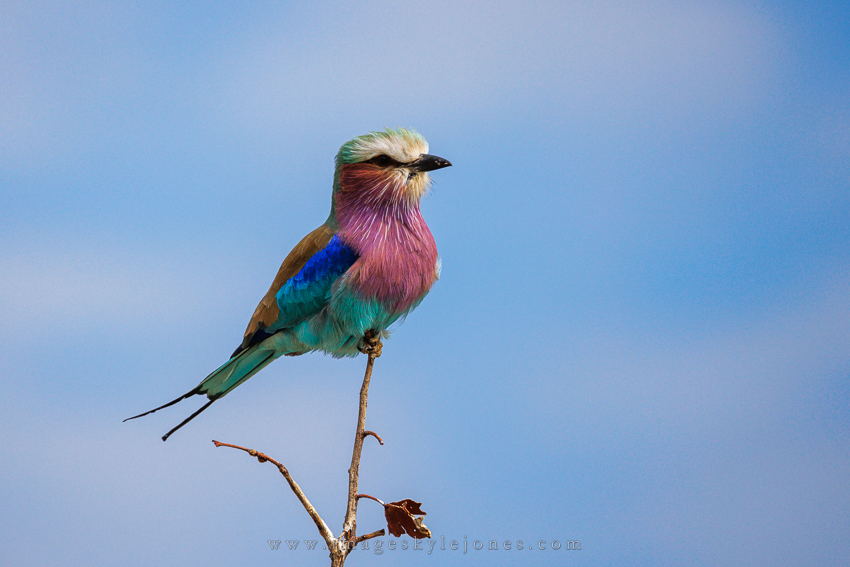 4025 Lilac-Breated Roller_850.jpg