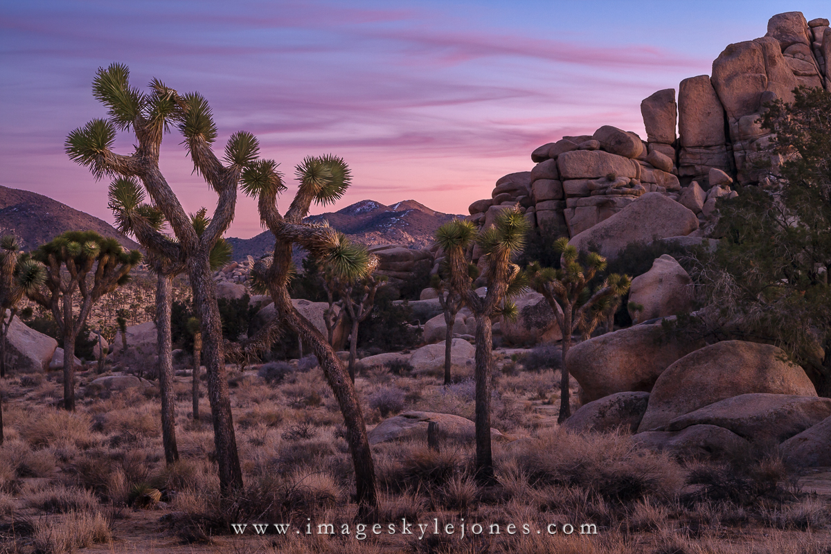 4274 Joshua Tree Sunset_1200.jpg