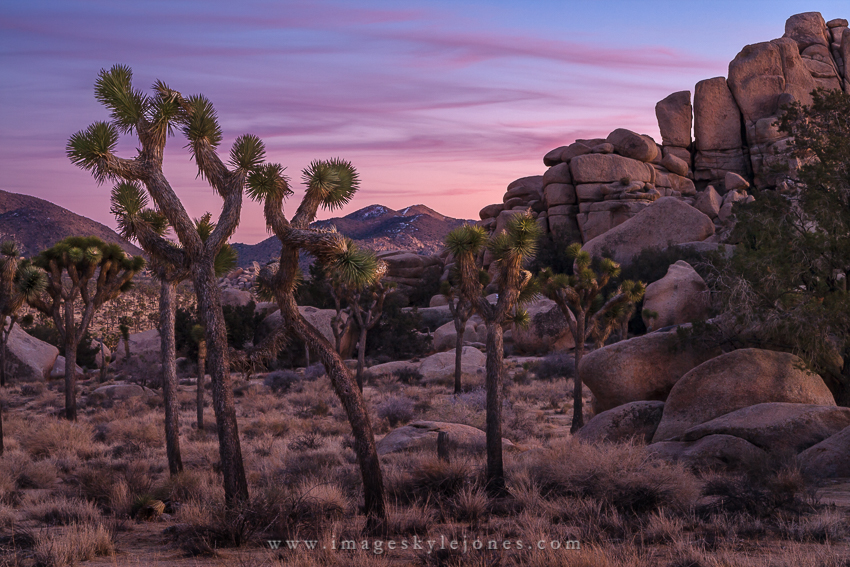 4274 Joshua Tree Sunset_850.jpg