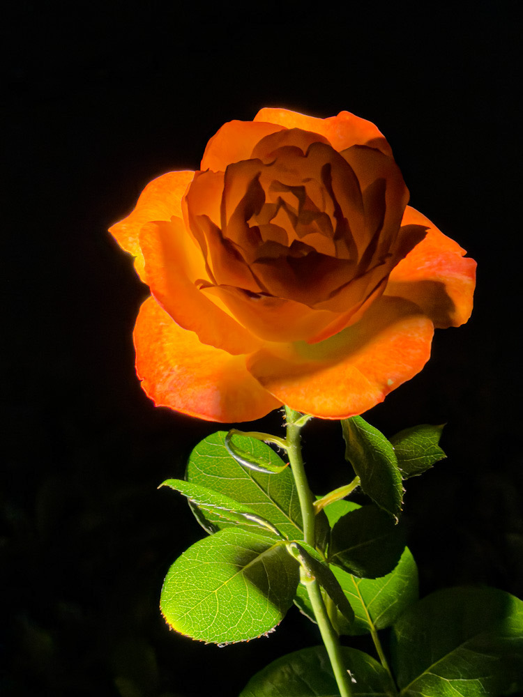 4395682B-C734-40DD-8DF3-9171677A2E7F.jpeg