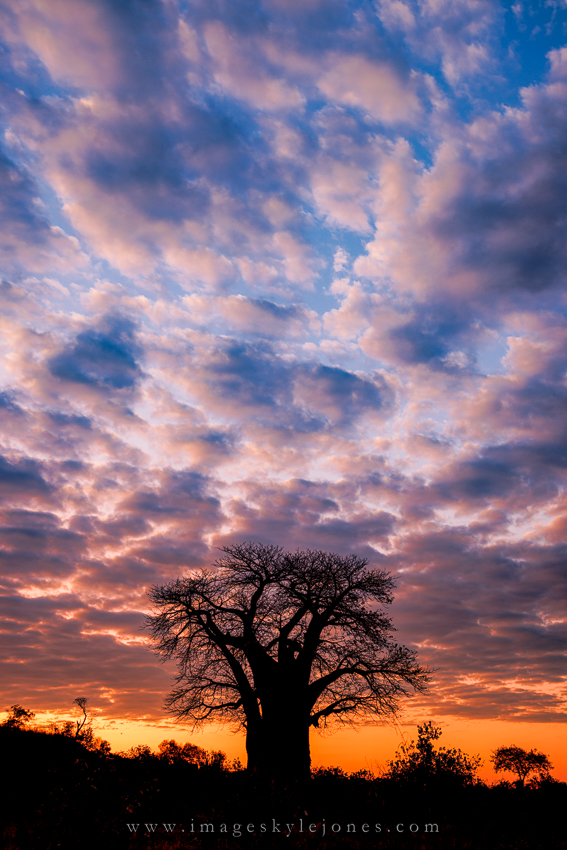 4583 Baobab Clouds_850.jpg