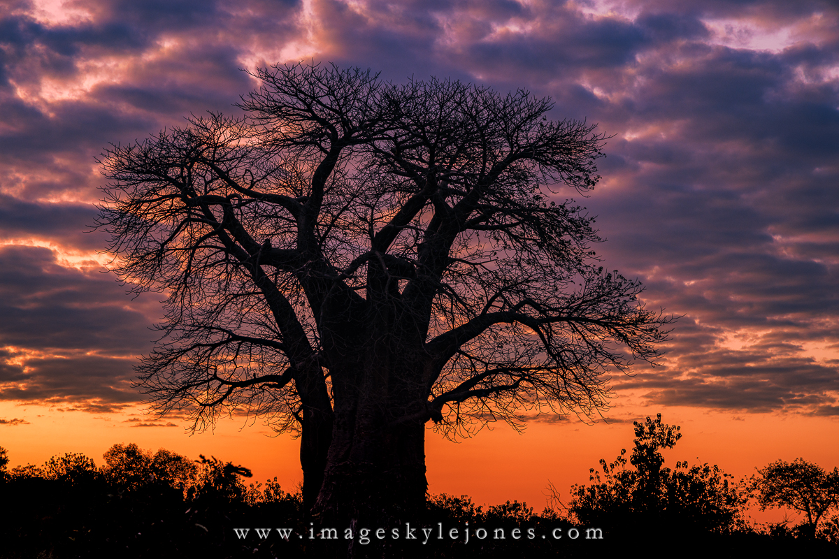 4586 Baobab Sunrise_1200.jpg