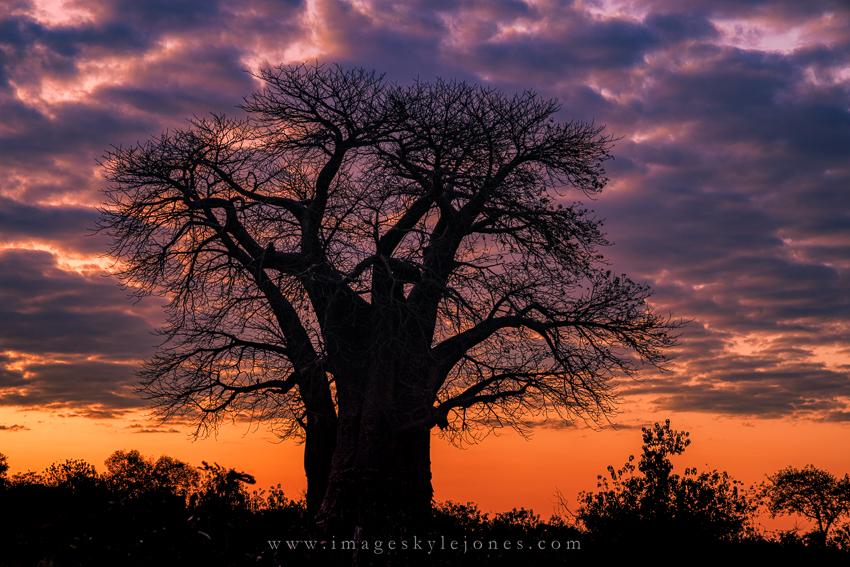 4586 Baobab Sunrise_850.jpg