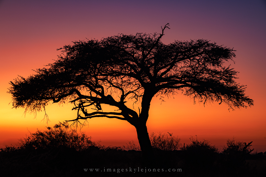 4810 Botswana Sunrise_850.jpg