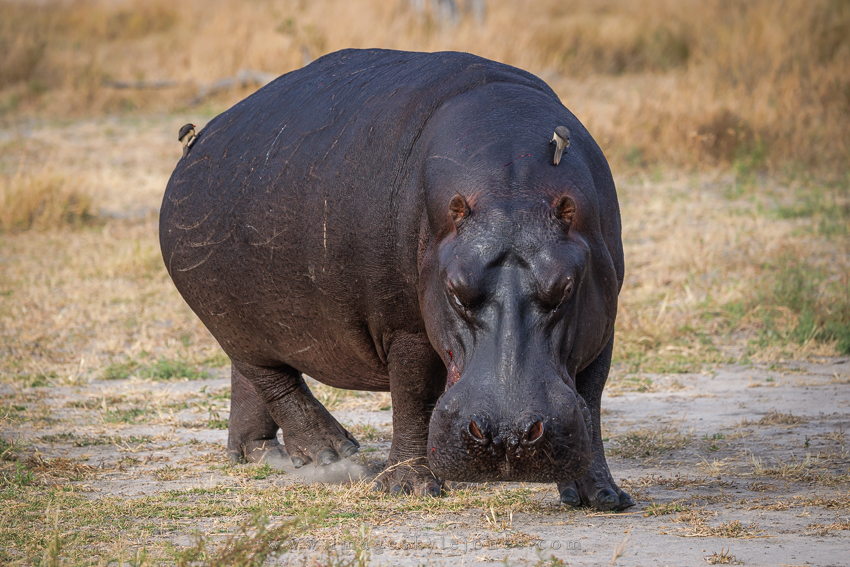 5109 Hippo Charge_850.jpg