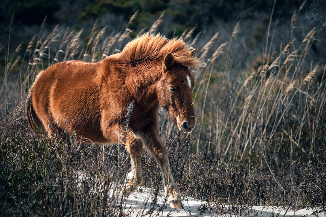 52701992260_f4afe8e898_o.jpg