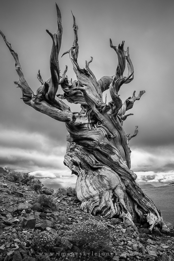 5290 Stormy Bristlecone B&W_850.jpg