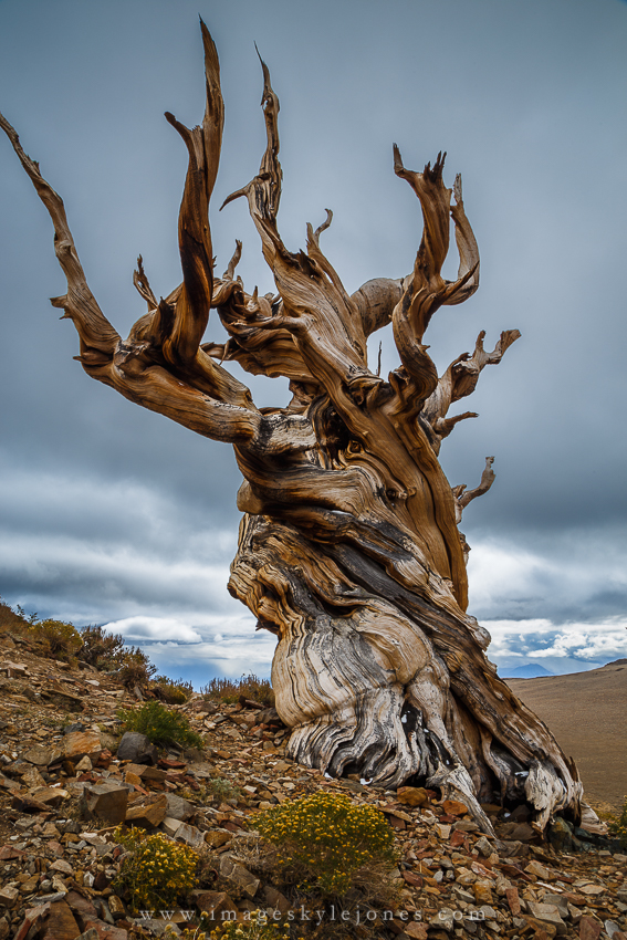 5290 Stormy Bristlecone_850.jpg
