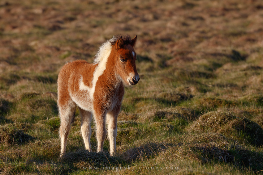 5639 Iceland Colt_850.jpg