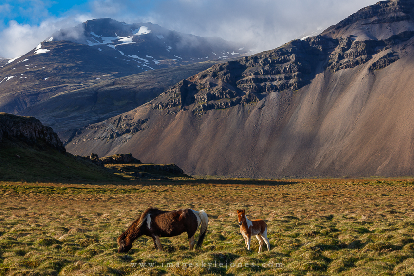 5641 Höfn Horses_850.jpg