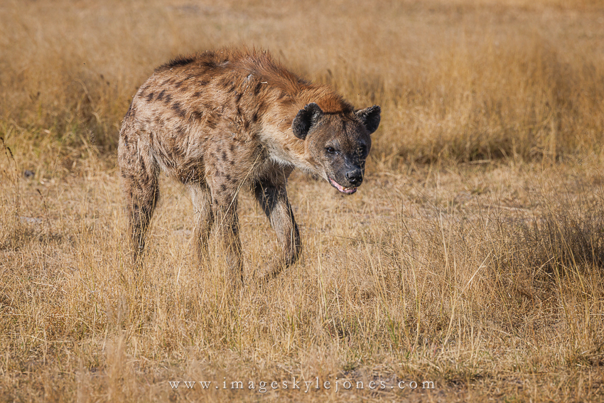 5769 Grinning Hyena_850.jpg
