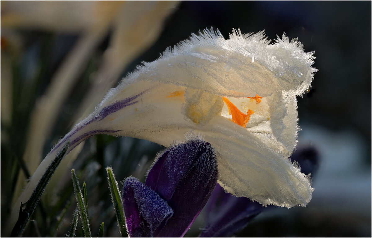 5884 to 5914 focus stack copy.jpeg