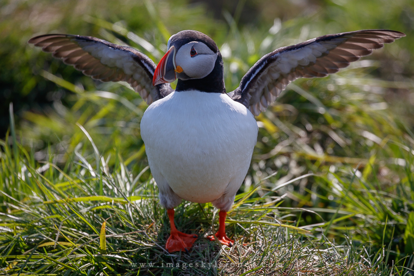 5930 Puffin Wings_850.jpg