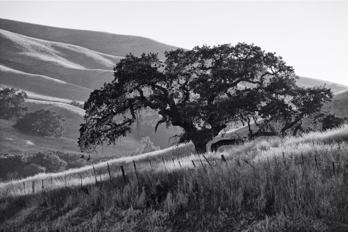 5D2_0204_180612_SE1w.jpg