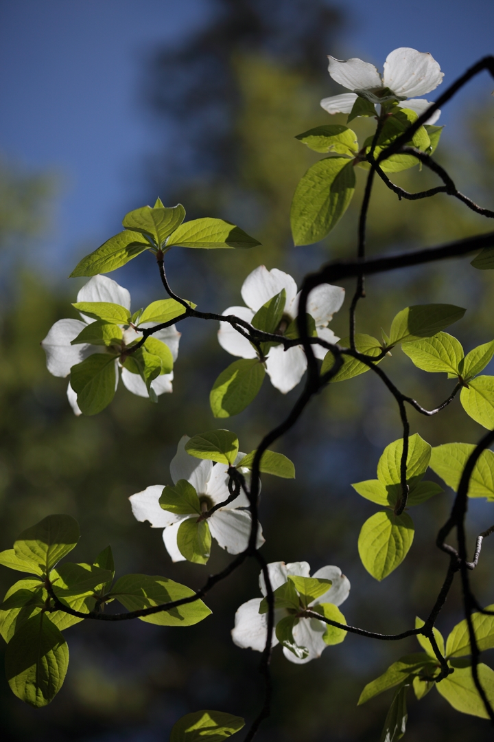 5D2_4043_190508w.jpg