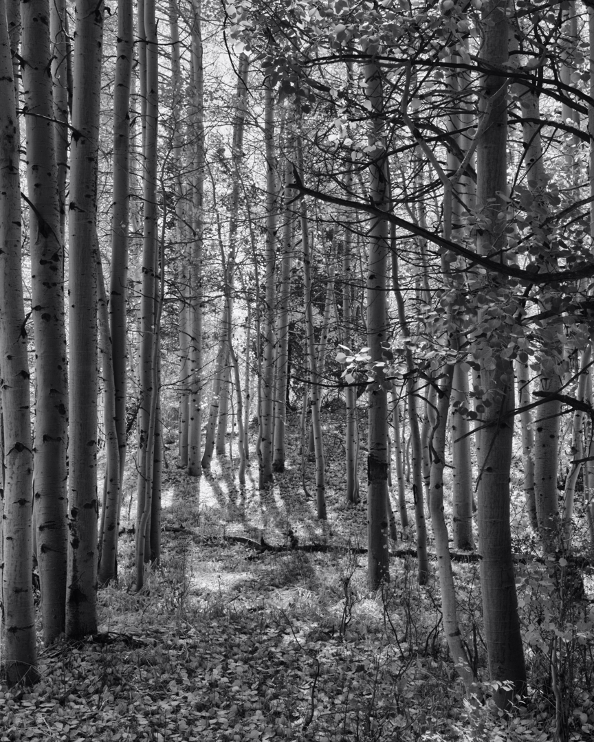 5D2_5518_131003_SE1w.jpg