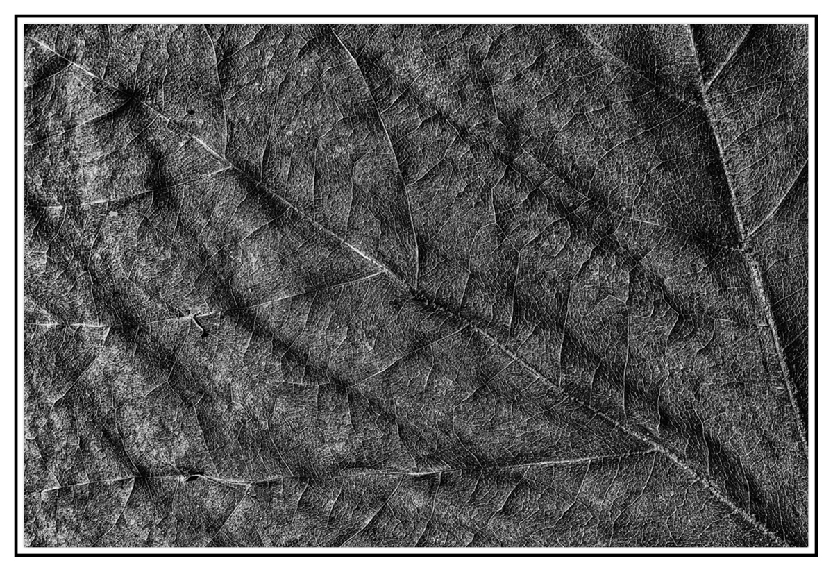 5DSR4838bw.jpg