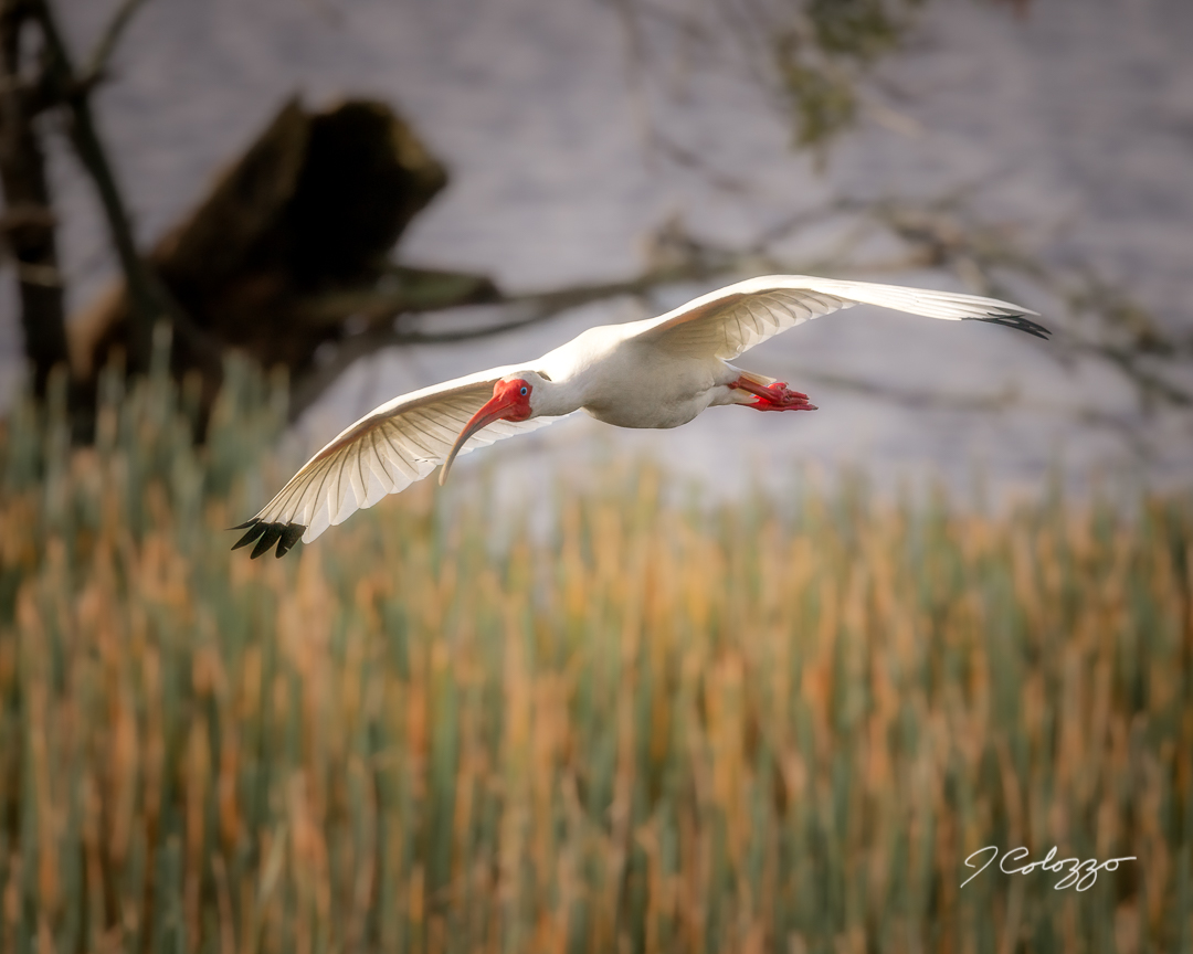 5W2A2181-Edit.jpg