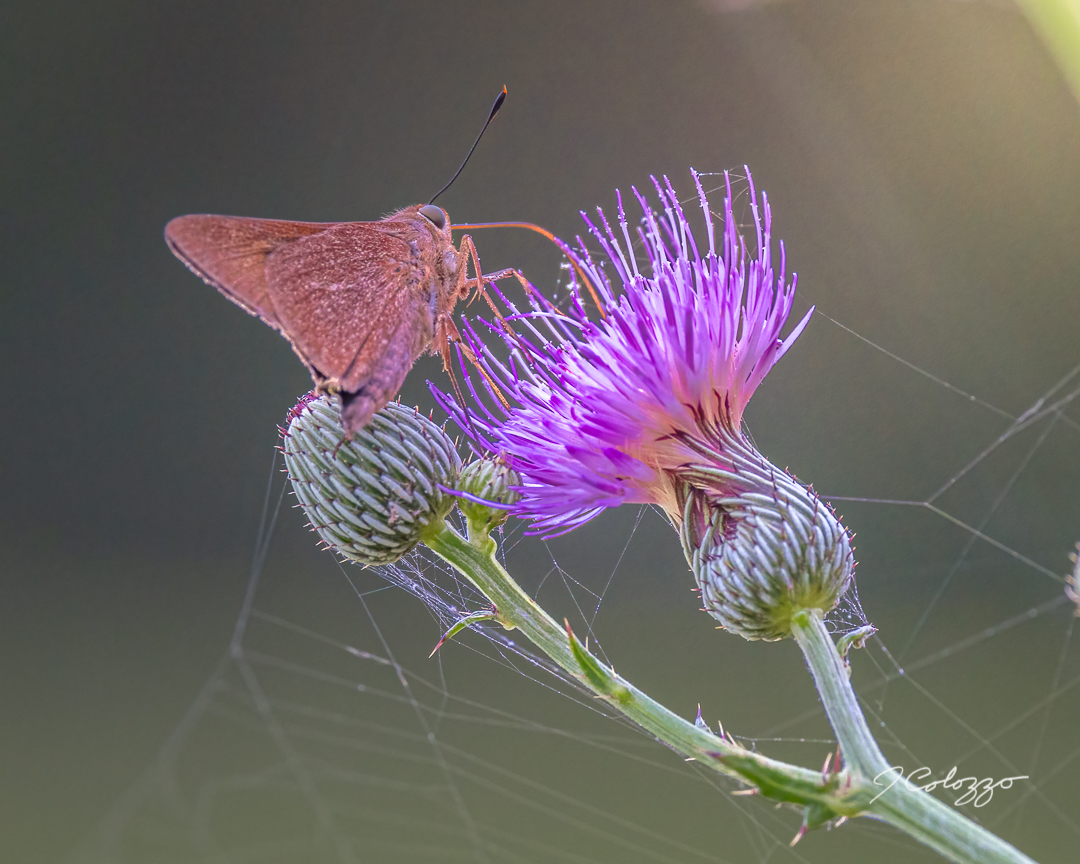 5W2A6515-Edit.jpg