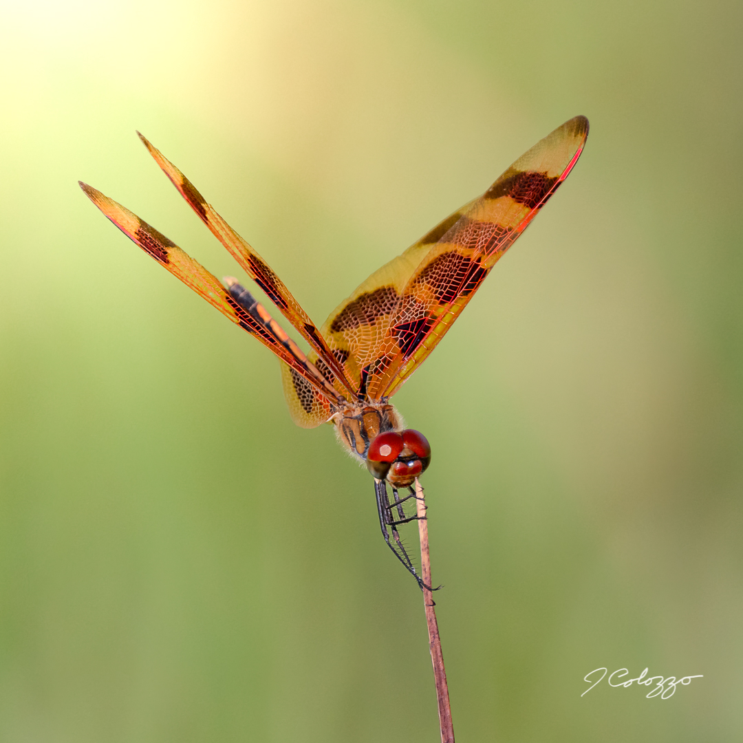 5W2A6561-Edit.jpg