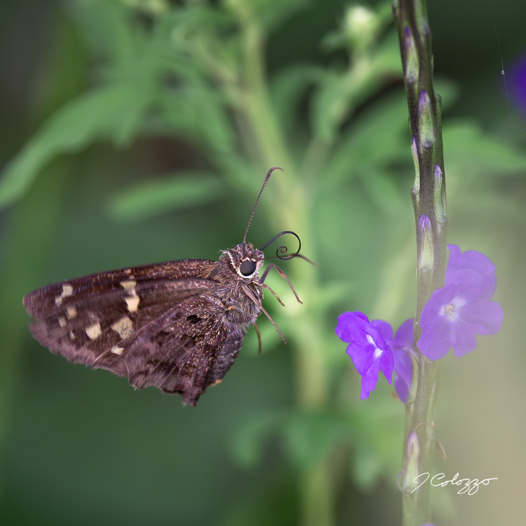 5W2A6653-Enhanced-NR.jpg