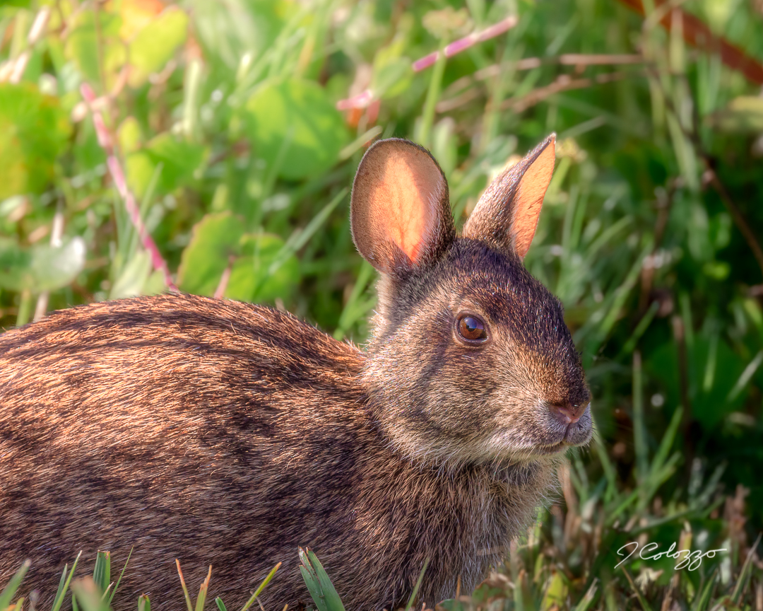 5W2A8553-Edit.jpg