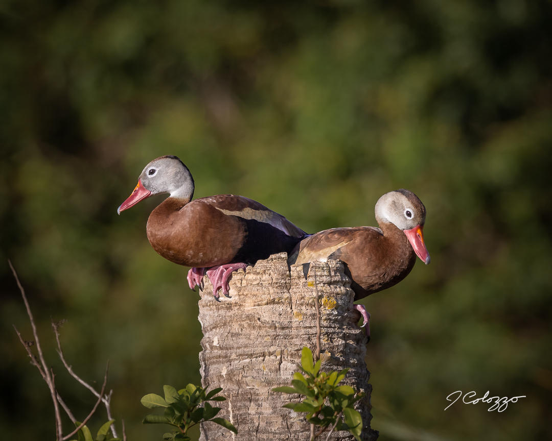 5W2A8667-Edit.jpg