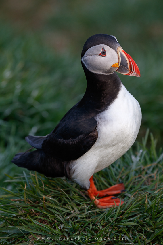 6078 Posed Puffin_850.jpg