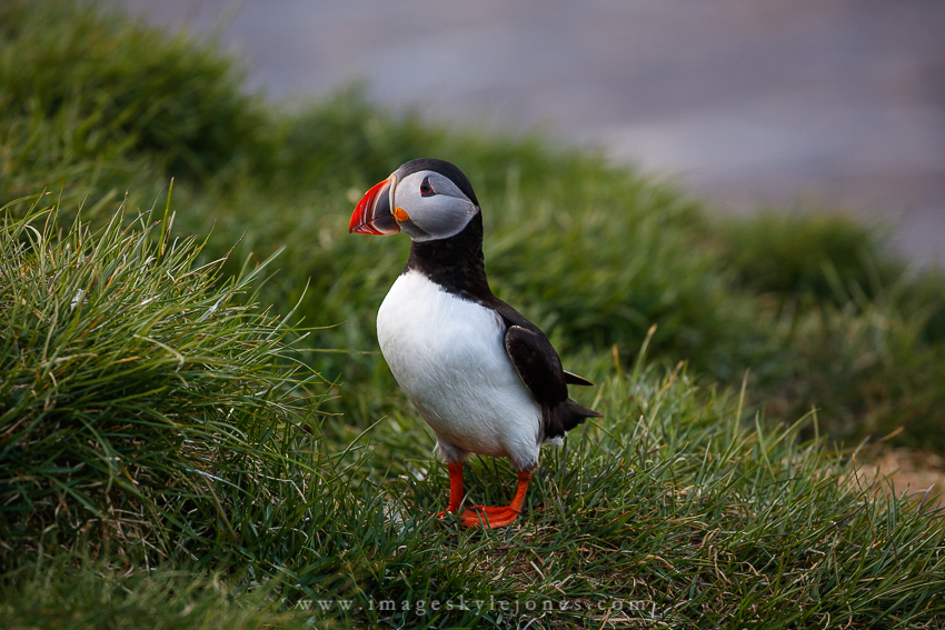 6117 Angled Puffin_850.jpg