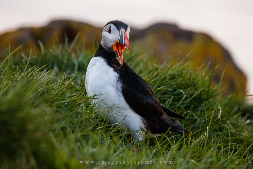 6189 Say What_850.jpg