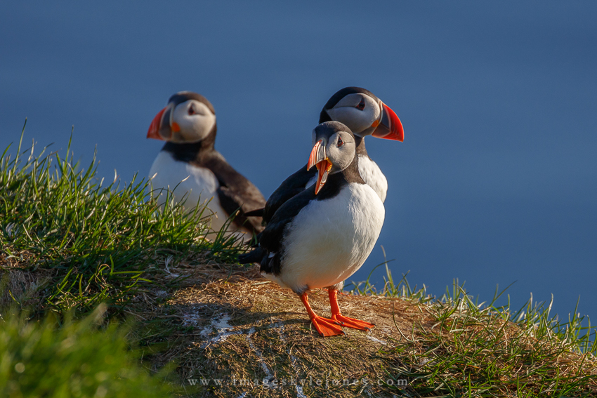 6214 Three Puffin Squawk_850.jpg