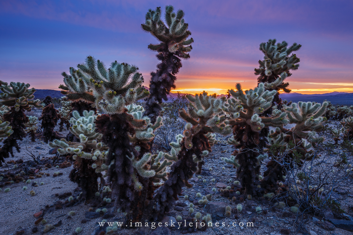 6217 Cholla Sunrise_1200.jpg