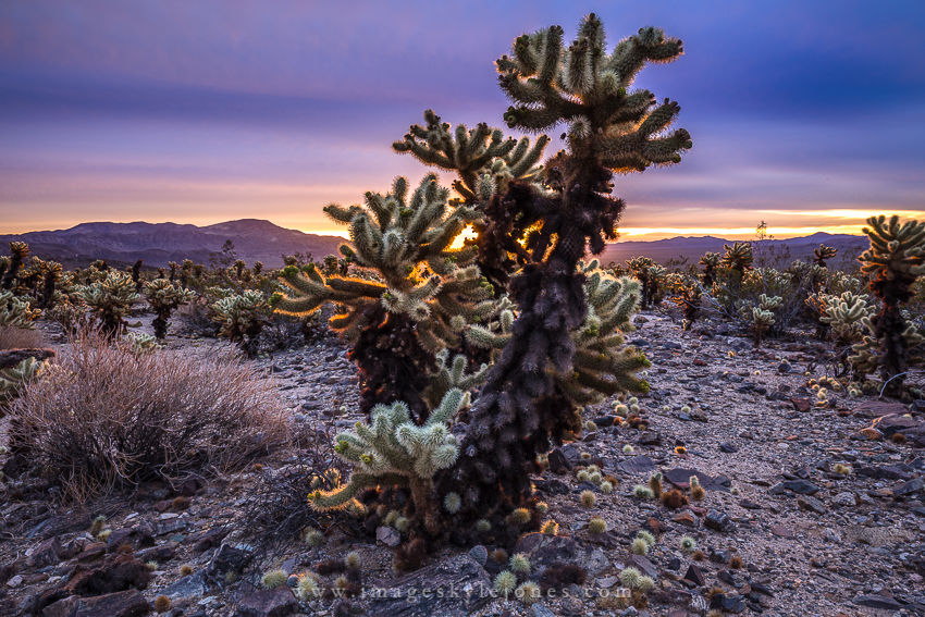 6222 Cholla Sunrise_850.jpg