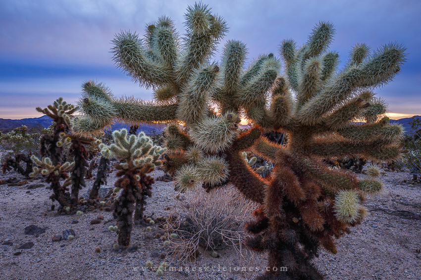 6224 Cholla Details_850.jpg