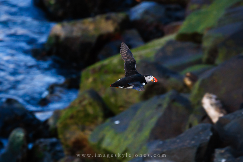 6254 Flying Puffin_850.jpg