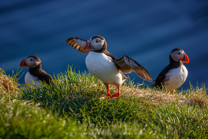 6267 Three Puffins_850.jpg