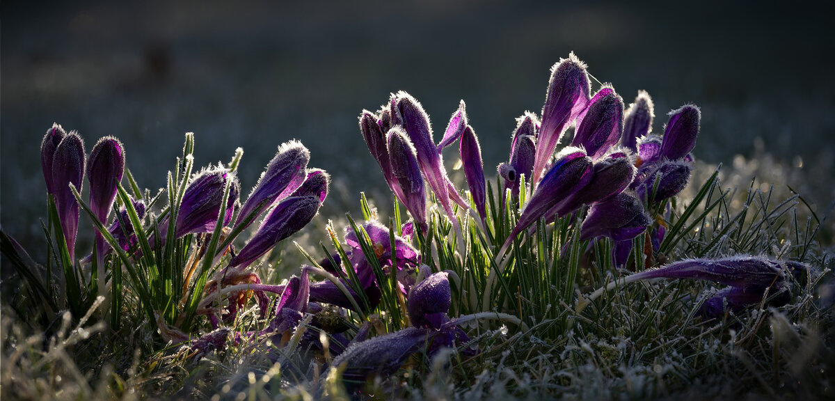 6273 to 6287 focus stack copy.jpeg