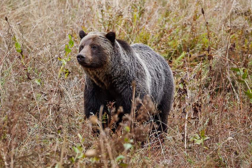 6626 Stately Grizzly_850.jpg