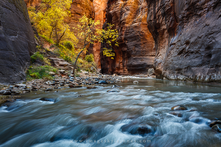 6849 Narrows and Tree_850.jpg